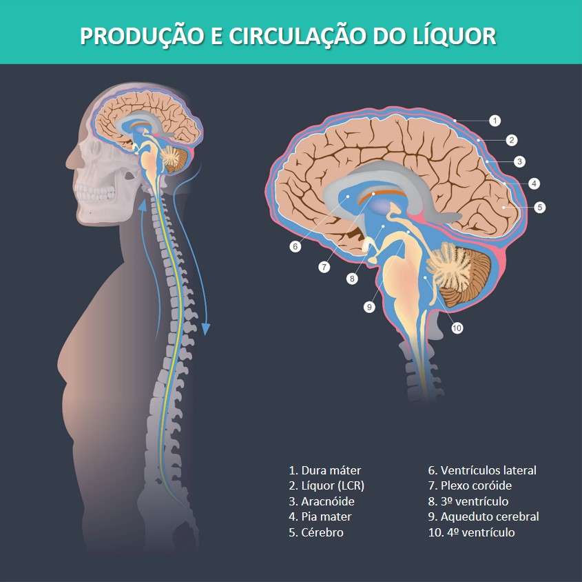 Estruturas cerebrais relacionadas com a produção e a circulação de líquor