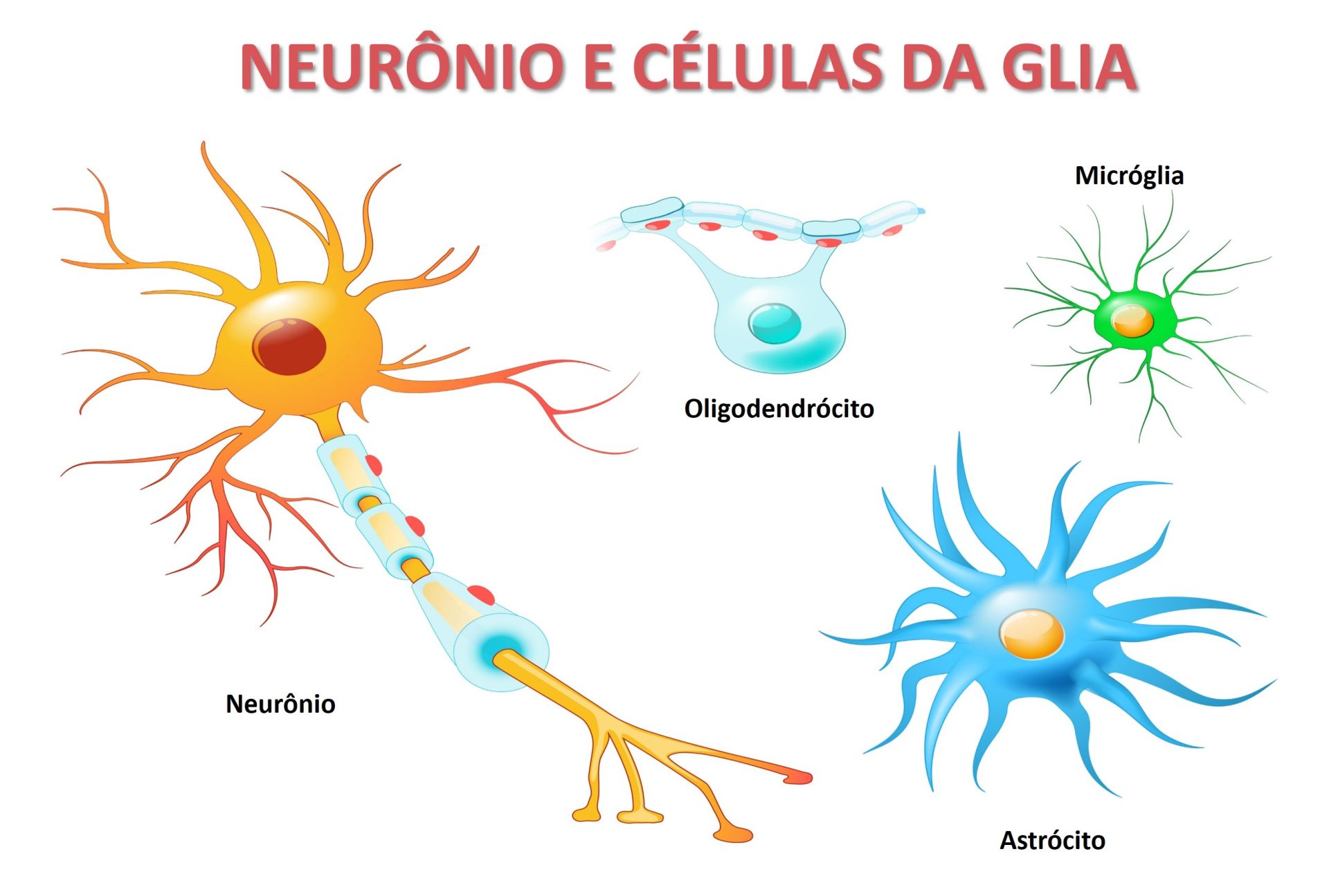 Células Gliais E Suas Funções - GITEDU