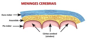 esquema mostrando as meninges cerebrais